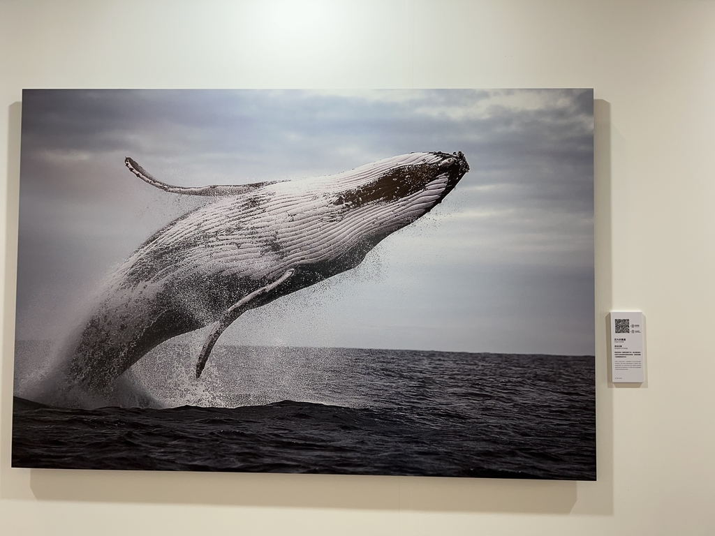 巨大的驚喜.JPG - 展覽藝術用